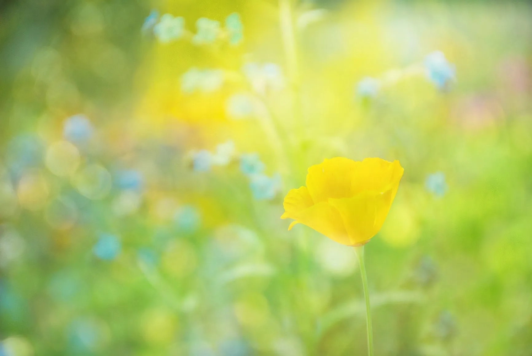 Sunny Day Pillow